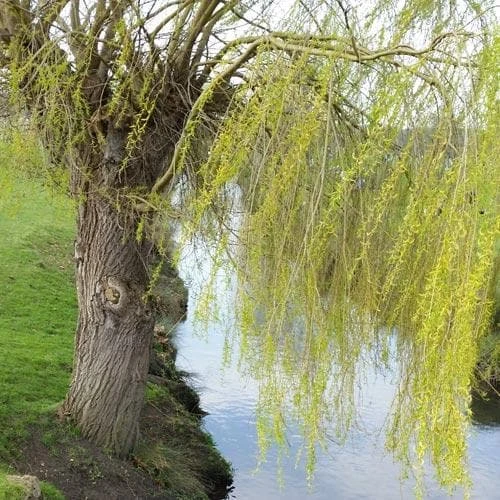 Salix Babylonica Pendula - Weeping Willow 6 Salix Babylonica Pendula - Weeping Willow - Image 6