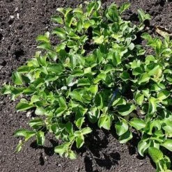 Salix Nakamurana Var. Yezoalpina -Future Forests Salix nakamurana 05