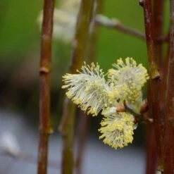 Salix Caprea Kilmarnock - Kilmarnock Weeping Willow -Future Forests Salix caprea Kilmarnock