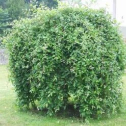 Salix Caprea Kilmarnock - Kilmarnock Weeping Willow -Future Forests Salix caprea Kilmarnock 5