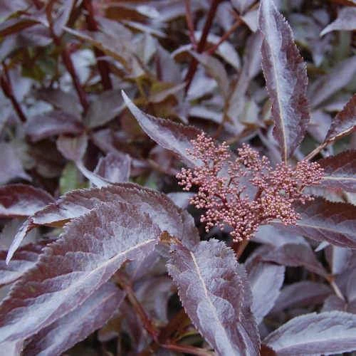 Sambucus Nigra Black Beauty (Gerda) 2 Sambucus Nigra Black Beauty (Gerda) - Image 2