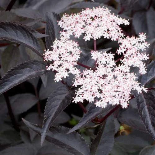 Sambucus Nigra Black Beauty (Gerda) 1 Sambucus Nigra Black Beauty (Gerda)