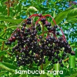 Native Wildlife Fruiting Hedge Mix -Future Forests Sambucus nigra 08 28b68825 9aae 4a48 8ea9 f992c292d633