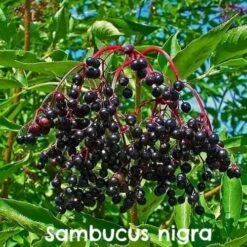 Permaculture Hedge Mix -Future Forests Sambucus nigra 08 b062560f da03 445b 8d97 a0aa0571734b