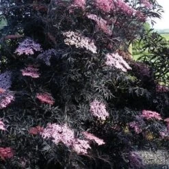 Sambucus Nigra Black Lace (Eva) -Future Forests Sambucus nigra Black Lace 04