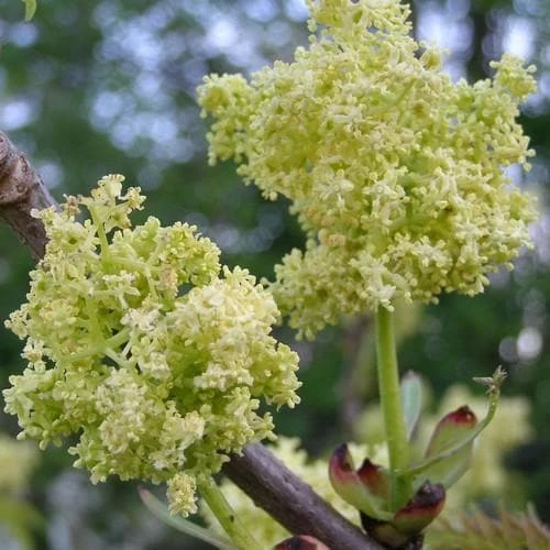 Sambucus Racemosa Plumosa Aurea 3 Sambucus Racemosa Plumosa Aurea - Image 3