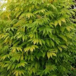 Sambucus Racemosa Plumosa Aurea