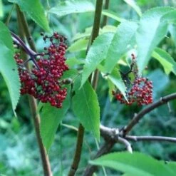 Sambucus Racemosa Plumosa Aurea 7 Sambucus Racemosa Plumosa Aurea -Future Forests Sambucus racemosa Plumosa Aurea 04