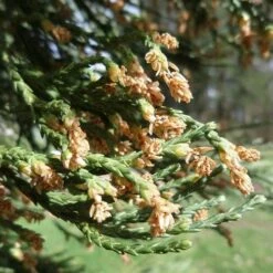 Sequoiadendron Giganteum - Giant Redwood -Future Forests Sequoiadendron giganteum 03