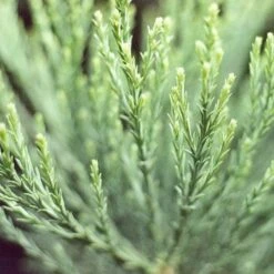 Sequoiadendron Giganteum - Giant Redwood -Future Forests Sequoiadendron giganteum 05