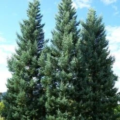 Sequoiadendron Giganteum Glaucum