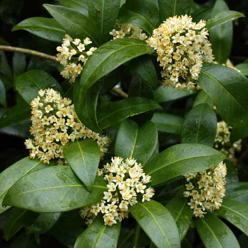 Skimmia X Confusa Kew Green - Male 1 Skimmia X Confusa Kew Green - Male