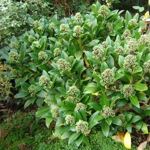 Skimmia X Confusa Kew Green - Male 2 Skimmia X Confusa Kew Green - Male - Image 2