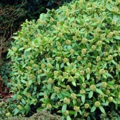 Skimmia X Confusa Kew Green - Male 9 Skimmia X Confusa Kew Green - Male -Future Forests Skimmia confusa Kew Green 03