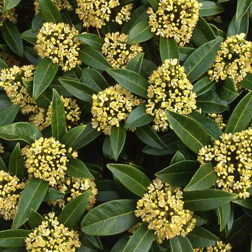 Skimmia X Confusa Kew Green - Male 5 Skimmia X Confusa Kew Green - Male - Image 5