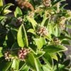 Skimmia Japonica Godrie's Dwarf - Male