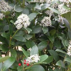 Skimmia Japonica Subsp. Reevesiana - Self Fertile -Future Forests Skimmia japonica reevesiana05