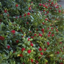 Skimmia Japonica Subsp. Reevesiana - Self Fertile -Future Forests Skimmia japonica reevesiana06