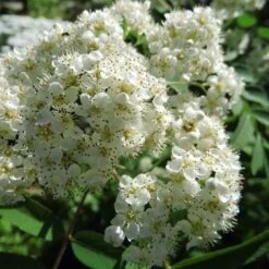 Sorbus X Thuringiaca Fastigiata -Future Forests Sorbus thuringiaca fastigiata 03