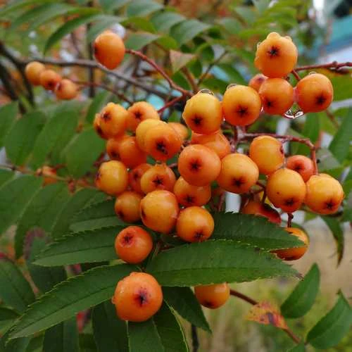 Sorbus Copper Kettle 2 Sorbus Copper Kettle - Image 2