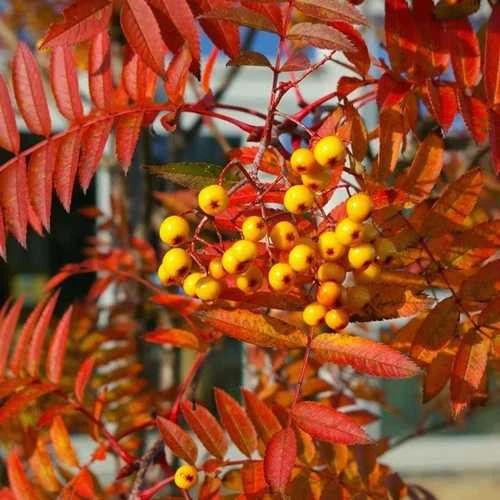 Sorbus Copper Kettle 1 Sorbus Copper Kettle