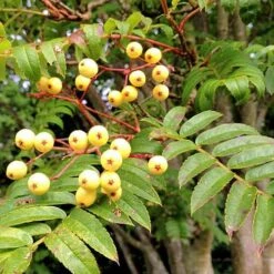 Sorbus Joseph Rock -Future Forests Sorbus Joseph Rock 01