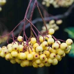 Sorbus Joseph Rock -Future Forests Sorbus Joseph Rock 02