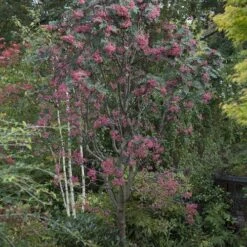 Sorbus Pseudohupehensis Pink Pagoda -Future Forests Sorbus Pink Pagoda 06