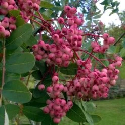Sorbus Pseudohupehensis Pink Pagoda