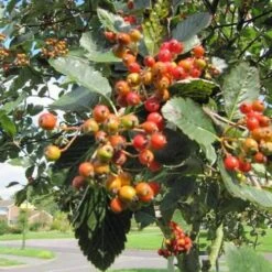 Sorbus Aria Lutescens - Whitebeam -Future Forests Sorbus aria Lutescens 01