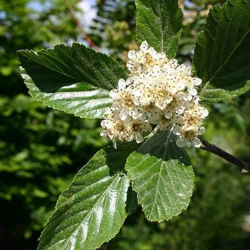 Sorbus Aria Majestica - Whitebeam 1 Sorbus Aria Majestica - Whitebeam