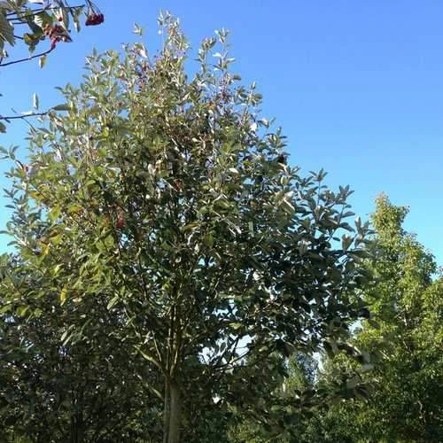 Sorbus Aria Majestica - Whitebeam 2 Sorbus Aria Majestica - Whitebeam - Image 2