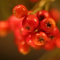 Sorbus Aria Majestica - Whitebeam 7 Sorbus Aria Majestica - Whitebeam -Future Forests Sorbus aria majestica 04