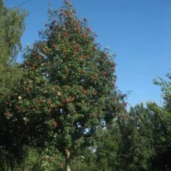 Sorbus Aucuparia Sheerwater Seedling -Future Forests Sorbus aucuparia Sheerwater Seedling 04