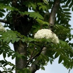 Sorbus Aucuparia Sheerwater Seedling -Future Forests Sorbus aucuparia Sheerwater Seedling 05x
