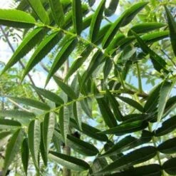 Sorbus Commixta Olympic Flame -Future Forests Sorbus commixta Olympic Flame 02x