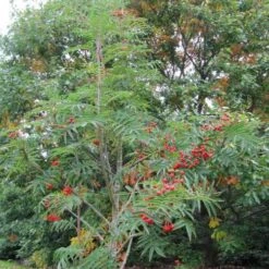 Sorbus Commixta Olympic Flame -Future Forests Sorbus commixta Olympic Flame 03