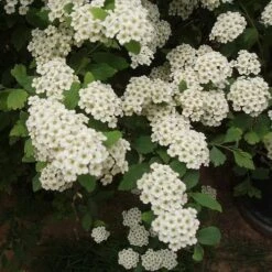 Mixed Flowering Hedge -Future Forests Spiraea nipponica June Bride 01x 6be8ec59 5ee3 45cd 865f 21be4327aeb1