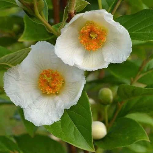 Stewartia Pseudocamellia Koreane - Korean Stewartia 1 Stewartia Pseudocamellia Koreane - Korean Stewartia