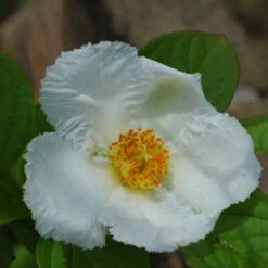 Stewartia Pseudocamellia Koreane - Korean Stewartia 9 Stewartia Pseudocamellia Koreane - Korean Stewartia -Future Forests Stewartia pseudocamellia Koreane 05