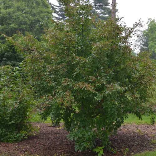 Stewartia Pseudocamellia Koreane - Korean Stewartia 6 Stewartia Pseudocamellia Koreane - Korean Stewartia - Image 6