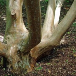 Stewartia Sinensis - Chinese Stewartia -Future Forests Stewartia sinensis 02