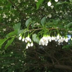 Styrax Japonica - Japanese Snowbell -Future Forests Styrax japonicus 02
