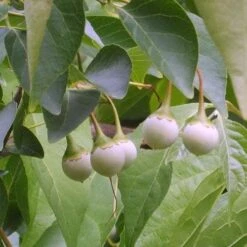 Styrax Japonica - Japanese Snowbell -Future Forests Styrax japonicus 06