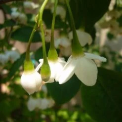 Styrax Japonica - Japanese Snowbell -Future Forests Styrax japonicus 08