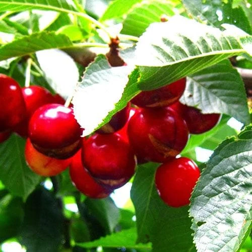 Cherry Sweetheart 1 Cherry Sweetheart