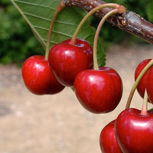 Cherry Sweetheart 2 Cherry Sweetheart - Image 2