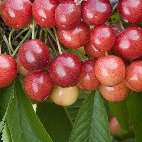 Cherry Sweetheart 3 Cherry Sweetheart - Image 3