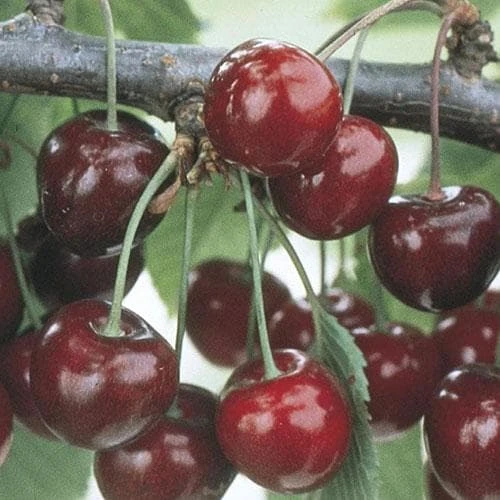 Cherry Sweetheart 4 Cherry Sweetheart - Image 4