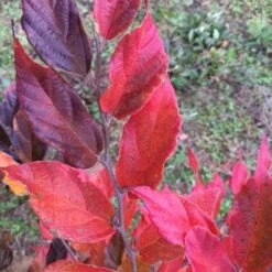 Sycoparrotia Semidecidua Purple Haze -Future Forests Sycoparrotia semidecidua Purple Haze 04